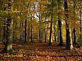 Herbst im Stadtwald.jpg Herbst im Stadtwald.jpg